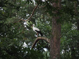 Storch in Kiefer